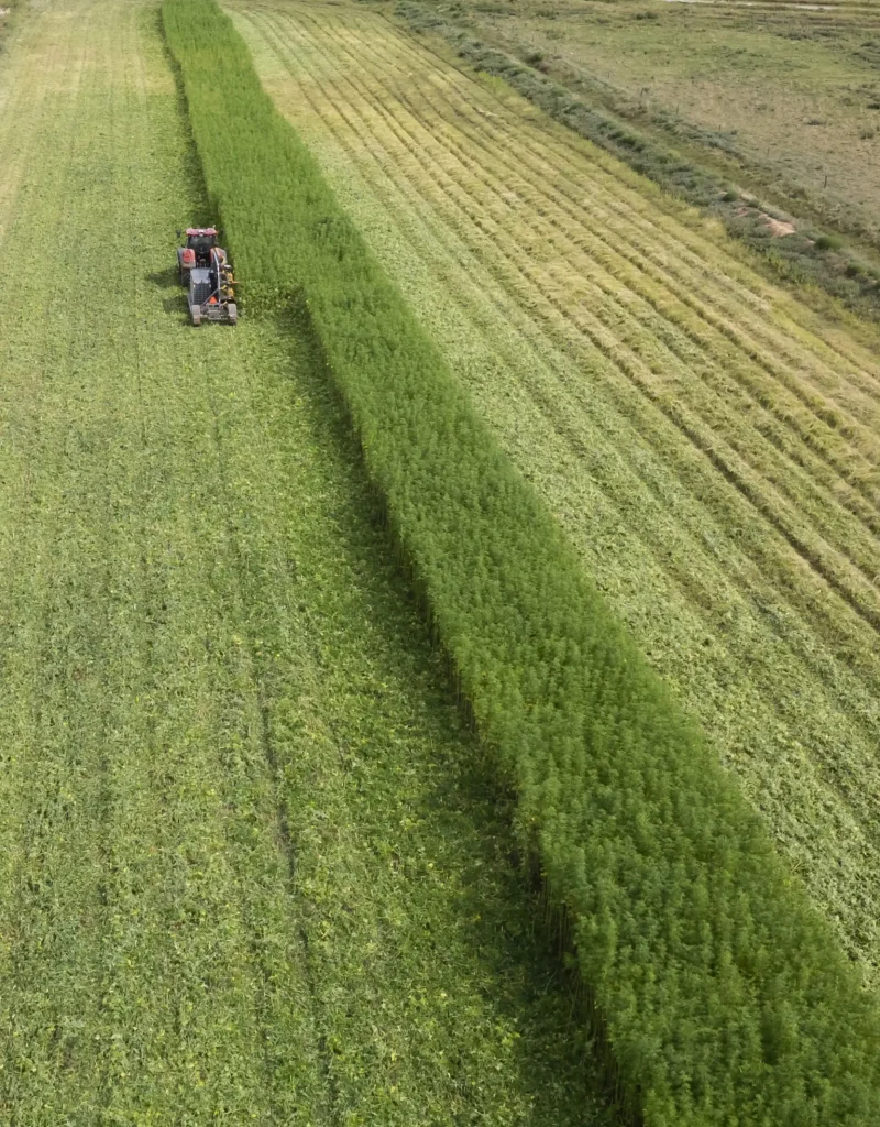 Murray Industrial Hemp - Hemp Cropping