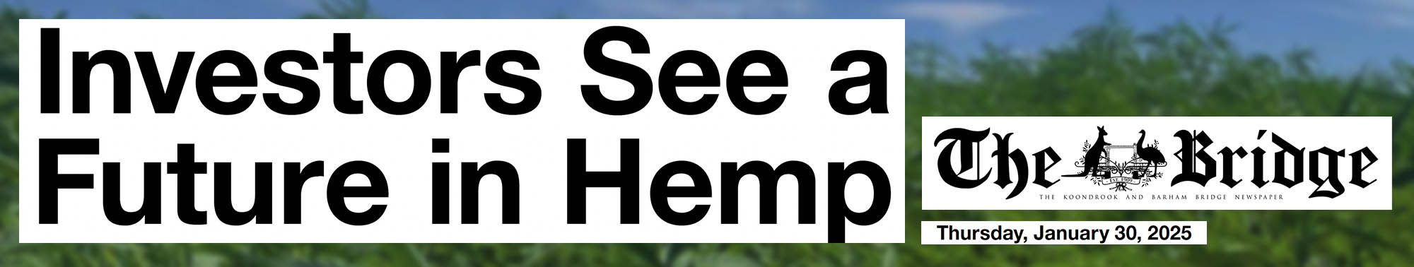 Headline - Investors see a future in hemp